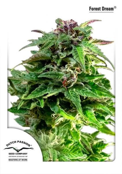 Forest Dream Feminised Seeds-DP-FRST-FEM