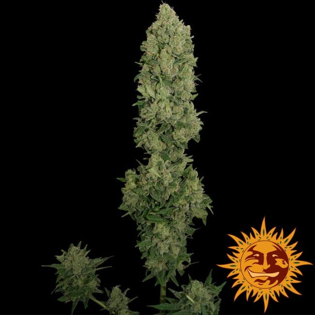 NYC Diesel Auto Feminiseret Frø-BFNYCD-Auto-Fem