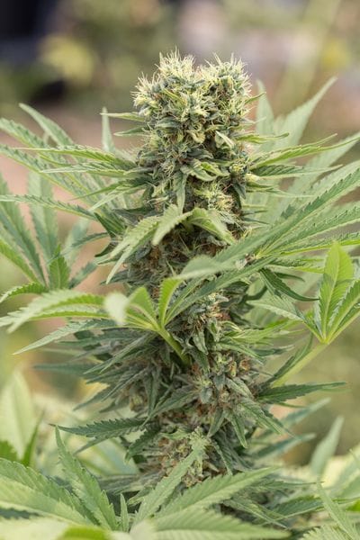 Dedoverde Haze Feminised Seeds-HDS-DDHZ-Fem