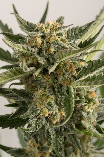 Lost Coast Skunk Auto Feminised Seeds-HDS-LOCOSK-Auto-Fem
