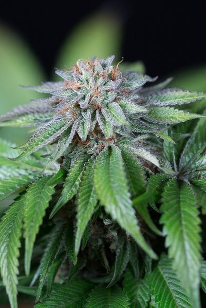 Ewe-2 Feminised Seeds-HDS-EWE2-Fem