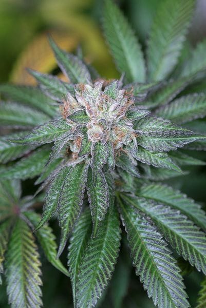 Master Kush Feminised Seeds-HDS-MSTRK-Fem