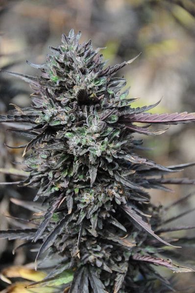 Purple Trainwreck Feminised Seeds-HDS-PRLTWR-Fem