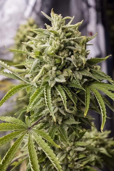 Bubba Kush Auto Feminised Seeds-HDS-BBK-Auto-Fem