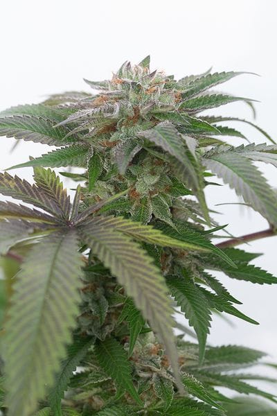 Bubba Kush 2.0 Feminised Seeds-HDS-BBK2-Fem