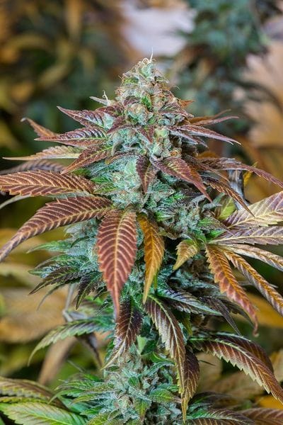Lemon Kush Headband Feminised Seeds-HDS-LKHDB-Fem
