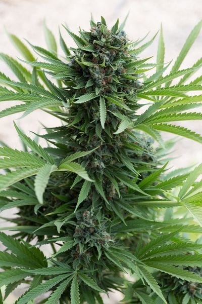 Sour Diesel Auto Feminised Seeds-HDS-SDSL-Auto-Fem