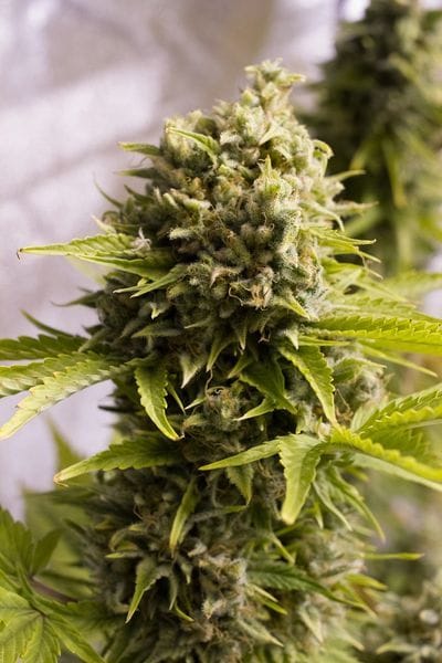 Bubba Cheese Auto Feminised Seeds-HDS-BBCH-Auto-Fem