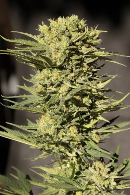 Sugar GOM CBD Auto Feminised Seeds-SMAN-CBDSG-AUTO-FEM