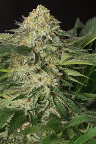 Lemon Garlic OG Feminised Seeds-HDS-LGOG-Fem
