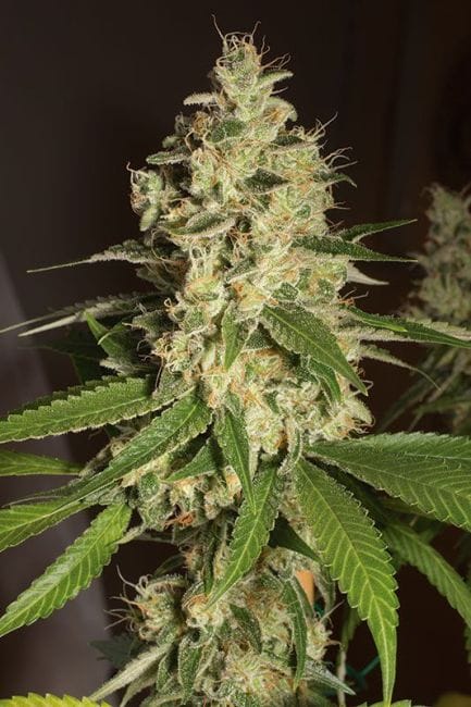 Raspberry Diesel Feminised Seeds-HDS-RBYD-Fem