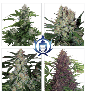 Assorted Mix Auto Feminised Seeds-BS-ASS-AUTO-FEM-MIX