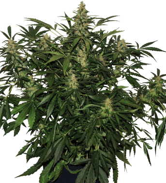 Deimos Auto Regular Seeds-BS-BDR