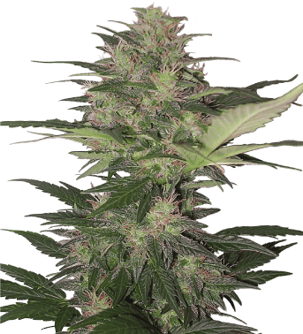 Red Dwarf Auto Regular Seeds-BS-BRDR