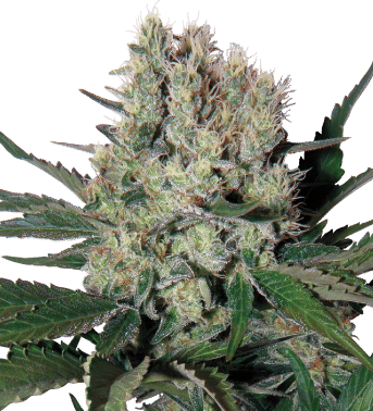 Syrup Auto Regular Seeds-BS-BSR