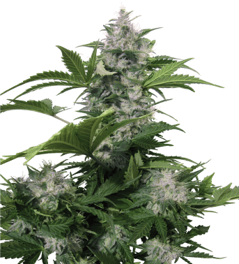 White Dwarf Auto Regular Seeds-BS-BWDR