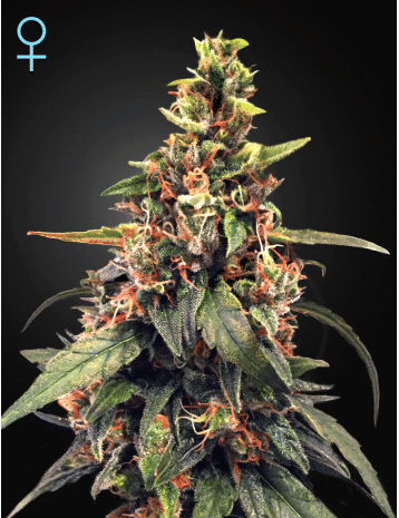 Great White Shark CBD Feminizované Semena-GHGWS-CBD