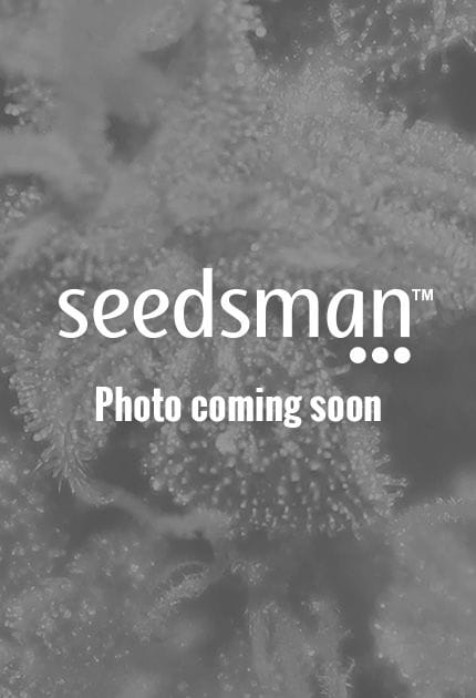 Super Silver Haze CBD Femminizzati Semi-GHSSH-CBD