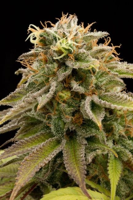 Lemon Thai Kush Regular Seeds-HDS-LTK-REG