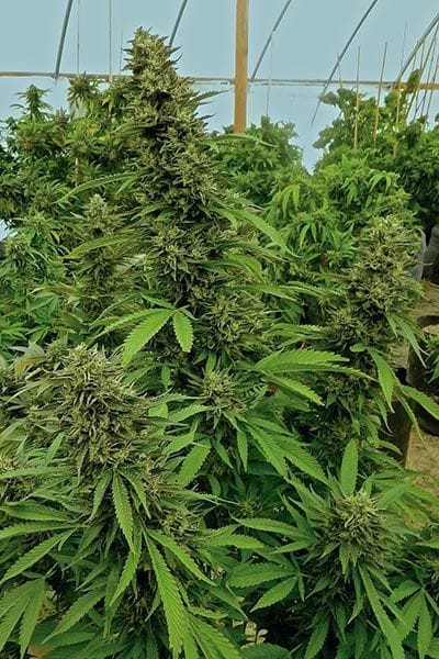 Chemdawg Regular Seeds-HDS-CH-REG