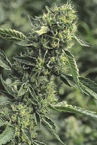 OG Kush Regular Seeds-HDS-OGK-REG