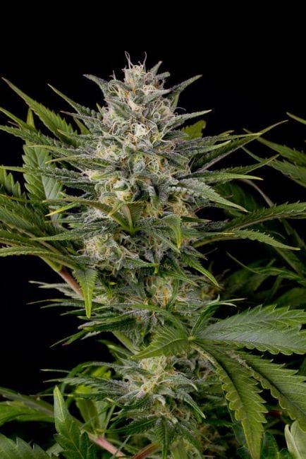Pineapple Skunk Regular Seeds-HDS-PC-REG
