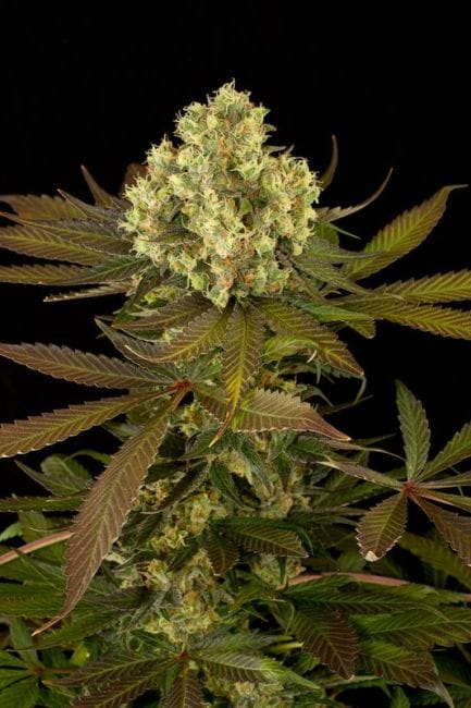 Sour Blueberry Regular Seeds-HDS-SB-REG