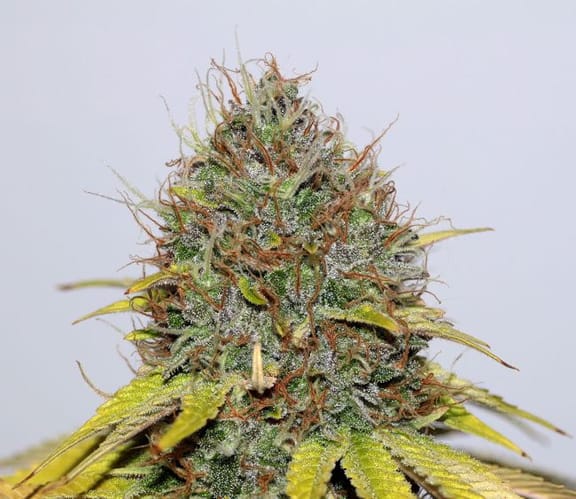 Hash Plant CBD Feminised Seeds-SMAN-CBDHP-FEM