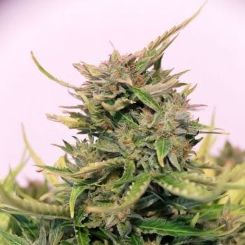 Baby Boom CBD Auto Feminised Seeds-KBBBCBD