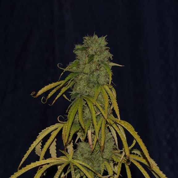 Big Nugs FAST Feminised Seeds-SMAN-BIGNG-FAST-FEM