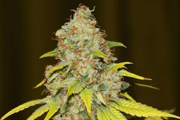 Original Skunk #1 FAST Feminised Seeds-SMAN-ORGSK-FAST-FEM