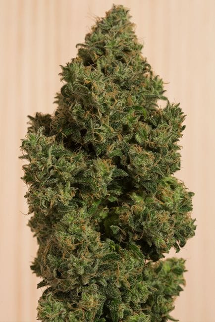 Blue Dream CBD Feminised Seeds-HDS-BDCBD-Fem