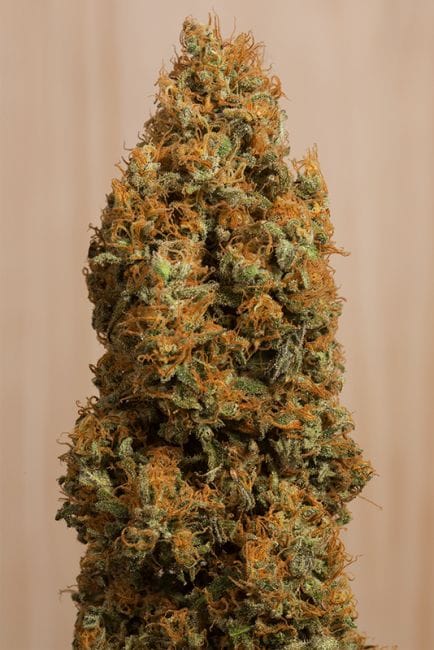 Green Crack CBD Feminised Seeds-HDS-GCCBD-Fem