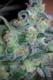 Cosmic Glue Regular Seeds-TGA-CGL