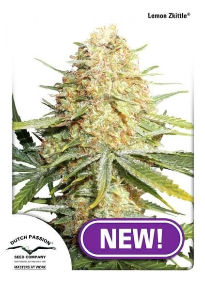 Lemon Kix Feminizowane Nasiona-dp-lemon-zkittle