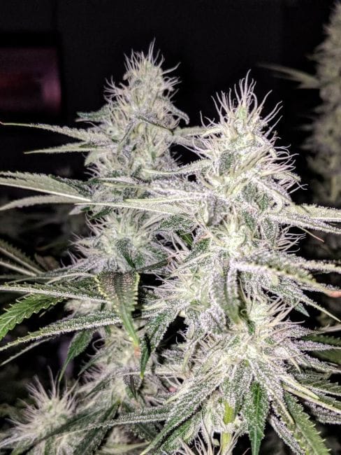 Banana Jack OG Regular Seeds-TGA-BJOG