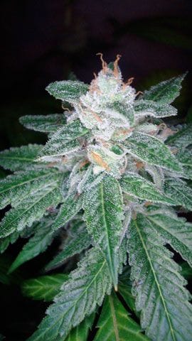 The OG 18 x Skunk Regular Seeds-DNA-OG18SK-REG