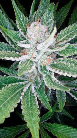 SleeStack Feminised Seeds-DNA-SLST-FEM