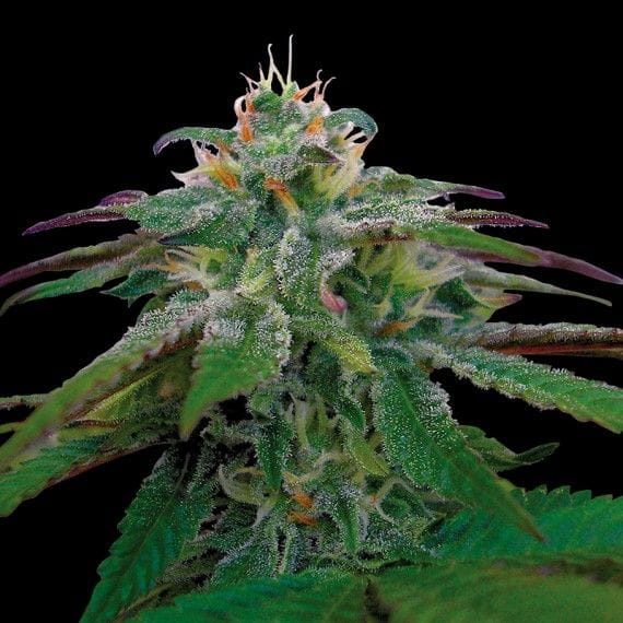 X18 Pure Pakistani Feminised Seeds-DNA-X18PP-FEM