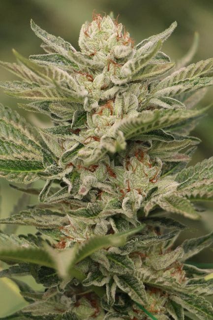 Sapphire Scout Feminised Seeds-HDS-SSC-Fem