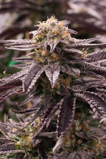 OGKZ Feminised Seeds-HDS-OGKZ-Fem