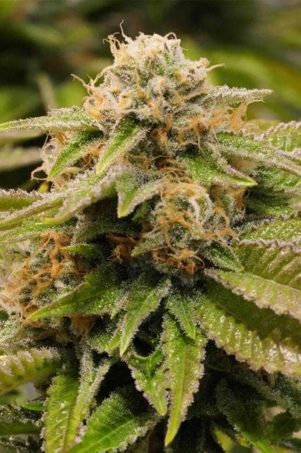 Gorilla Breath Feminised Seeds-HDS-GORBR-Fem