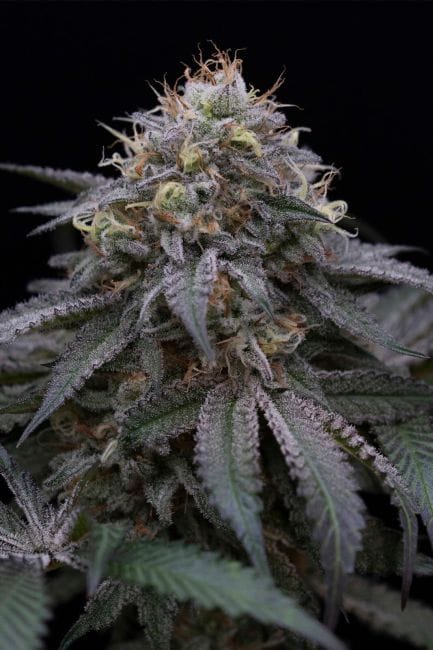 Sugar Breath Feminised Seeds-HDS-SUGBR-Fem