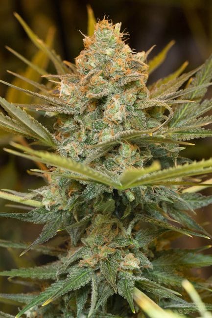 Three Blue Kings Feminised Seeds-HDS-3BLK-Fem