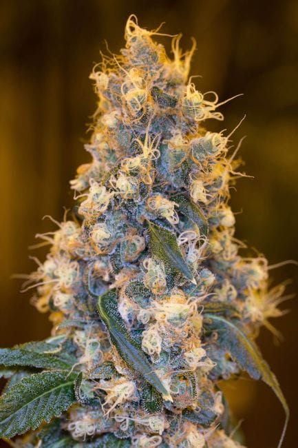 Blue Fire Feminised Seeds-HDS-BLFIRE-Fem