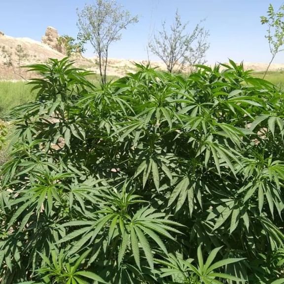 Balkhi Regular Seeds-RSCBALK