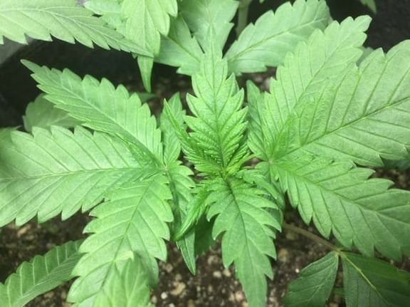 Sheberghan Regular Seeds-RSCSHEB