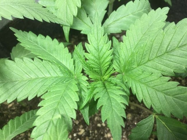 Sheberghan Regular Seeds-RSCSHEB
