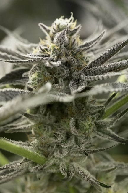 OGKZ Fast Feminised Seeds-HDS-OGKZ-FAST-FEM