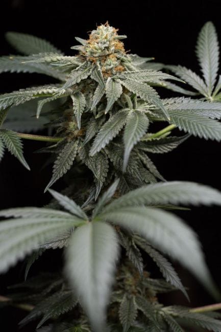 San Bacio Gelato Feminised Seeds-HDS-SBGEL-FEM
